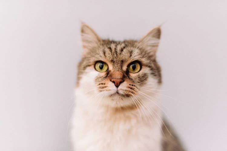 Матильде нужно найти дом, где она будет единственной кошкой