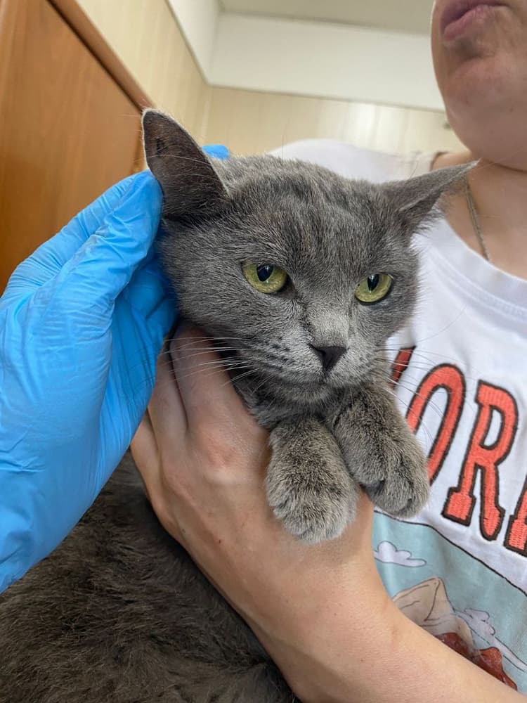 Состояние Лины ухудшилось, ей срочно требуется ветеринарная помощь