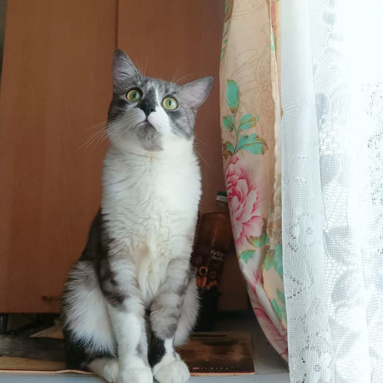 Барсику нужен специальный корм и лекарства, чтобы поддерживать здоровье печени