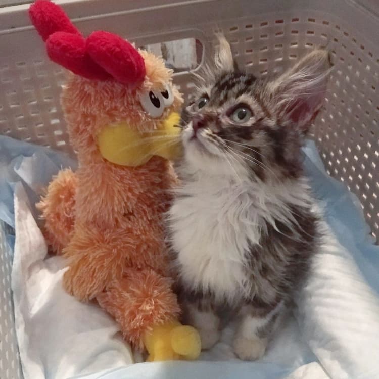 Помогите Лёвушке — сильному котёнку с чувствительным пищеварением