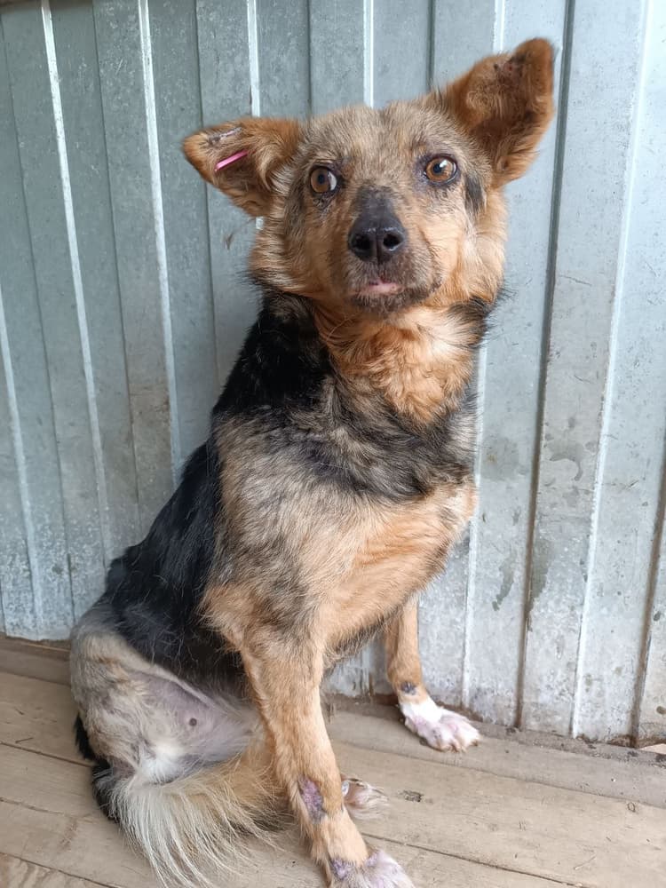 Малышка потеряла лапу, но не желание жить — помогите ей восстановиться