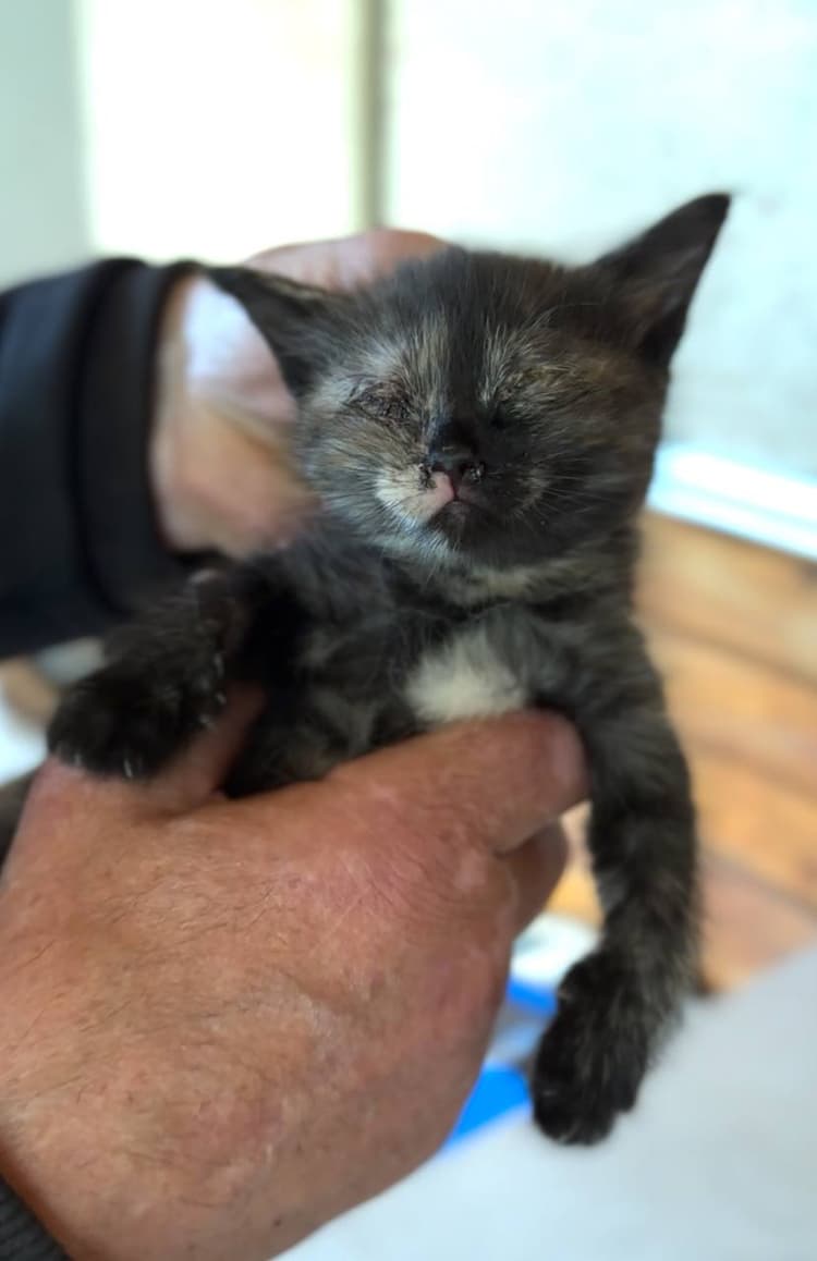 Дедушке Вове нужна помощь, чтобы спасти брошенных дачниками кошек