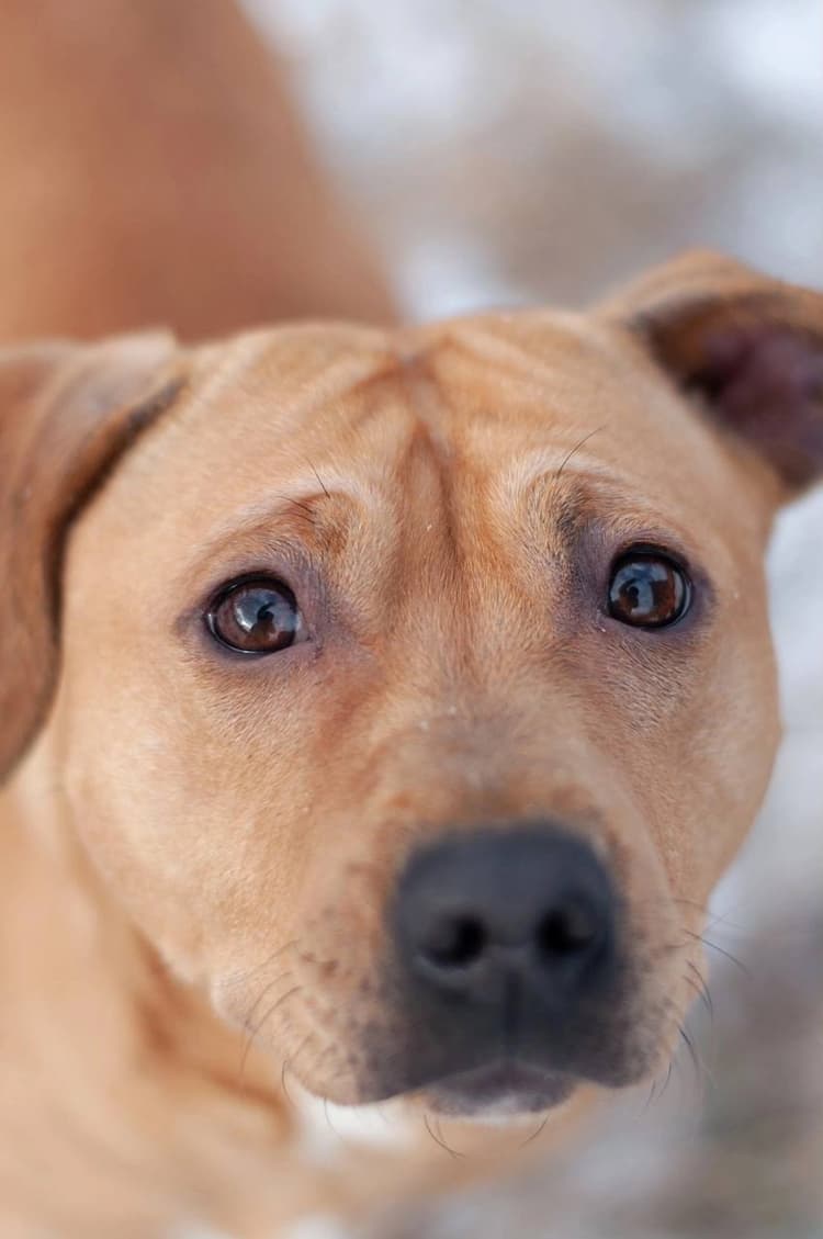 Залысины на шерсти Тайсы — признак серьёзной аллергии, требующей специального питания