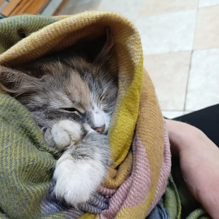 Перелом грудины и мастит: помогите кошечке Ксюше встать на лапки