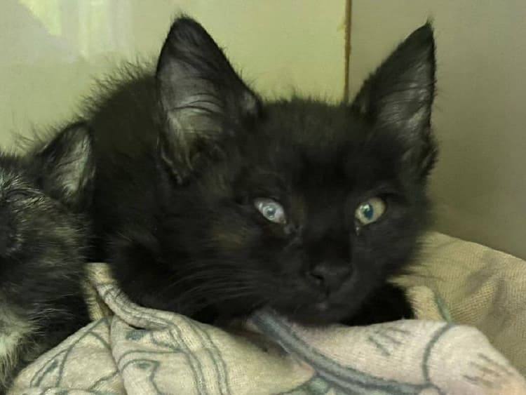 Сильвер и другие котята в тяжелом состоянии ждут помощи