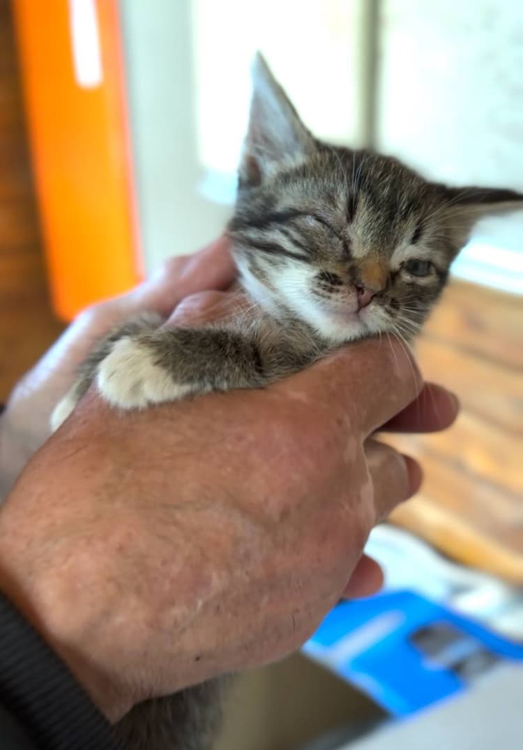 Кнопка спасена дедушкой Вовой и теперь впереди долгий путь лечения