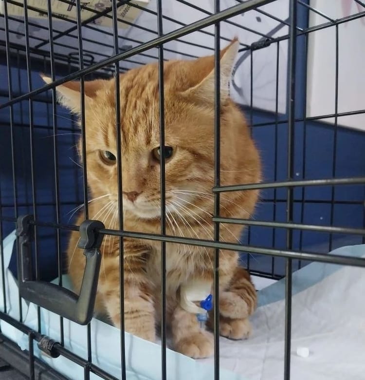 Пожилые пенсионеры не могут оплатить лечение любимого кота Барсика