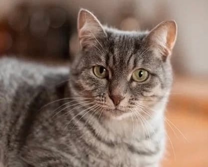 Поддержите Китти — кошечку, которая ждёт дом в приюте