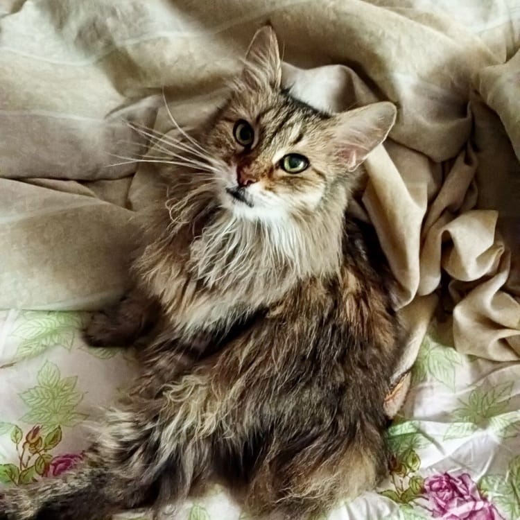 Зайка – покалеченный котёнок, которому нужно ваше участие