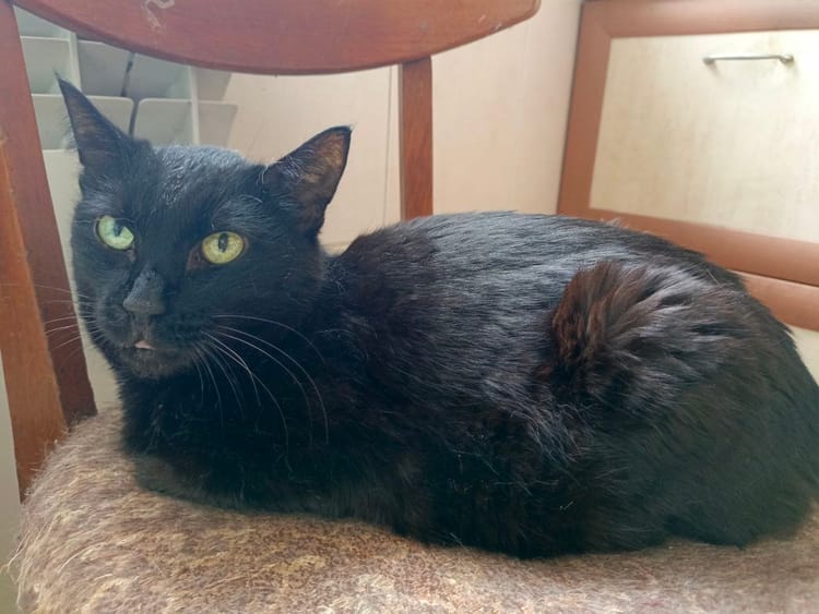 Муся не может кушать сухой корм и её дёсны болят. Но Мусю можно вылечить!