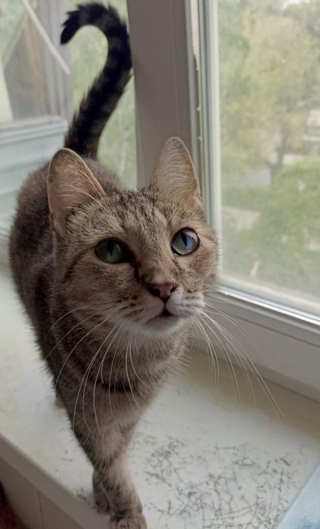 Рада — кошечка, которая настолько ласковая, что трогает лапкой людей. Она их гладит. Давайте найдём ей дом!