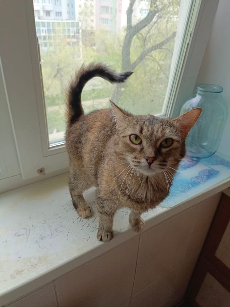 Алёна-гулёна ищет любящих хозяев, от которой ей не захочется убегать