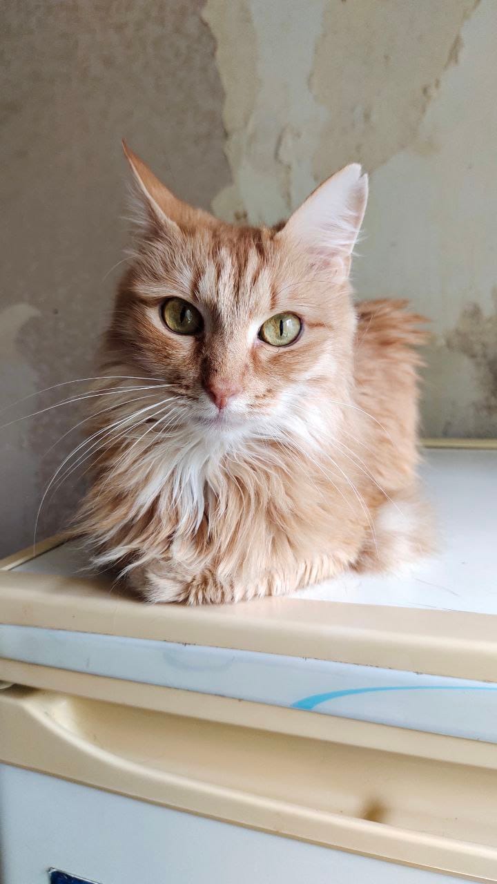 Рыжик спас себя и своего брата. Такой умный котик нуждается в доме и любви!