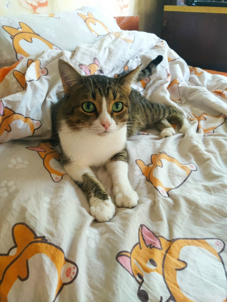 Специальное питание и лечение помогут Басе ходить в туалет без боли