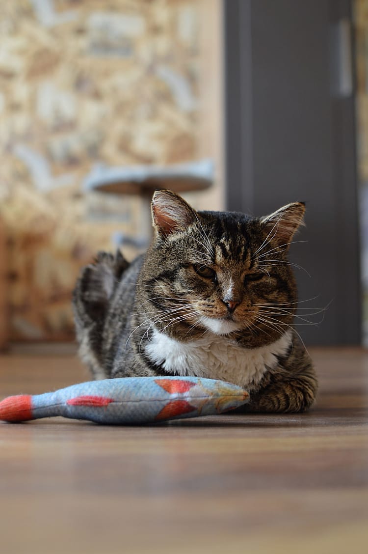 У Маффина диагностировали вирусную лейкемию, но он продолжает находить силы на игру с любимой игрушкой-рыбкой