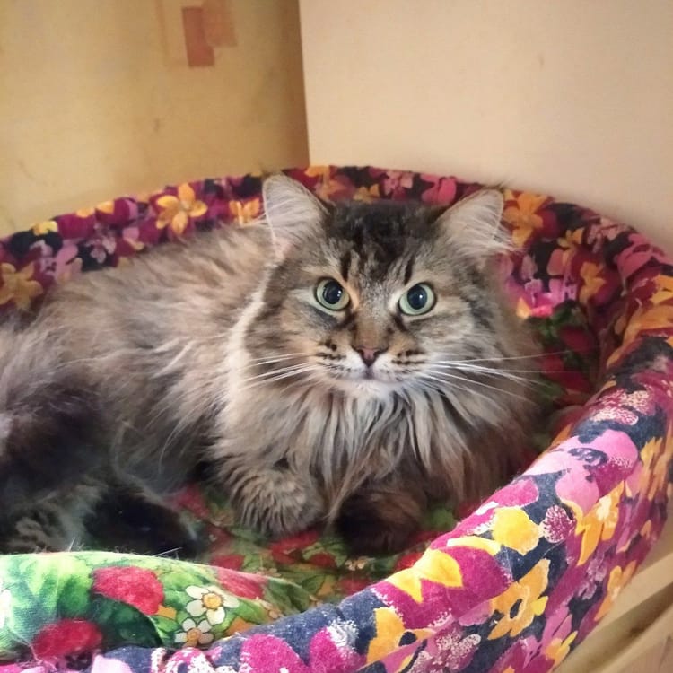 Зося лишилась всех зубов — помогите пушистому комочку!