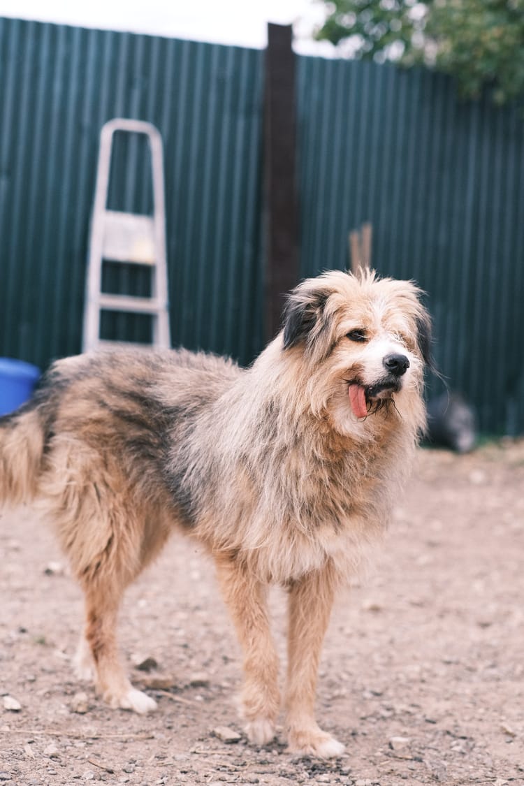 Тике, общительной 10-летней собаке, нужна поддерживающая терапия