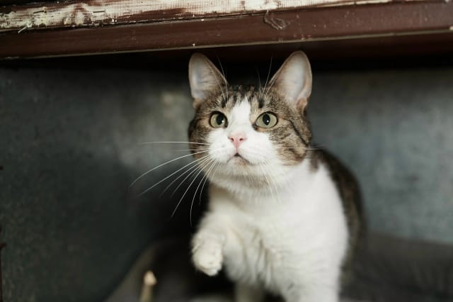 Ласковая Абрис ждёт возможности обрести любящую семью