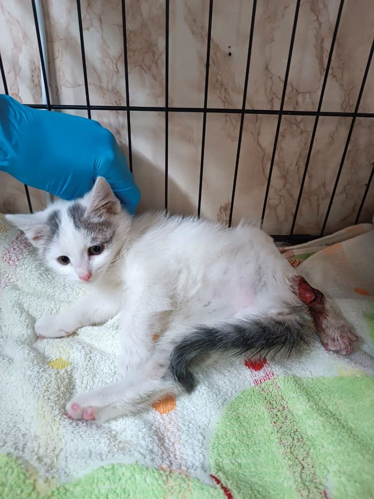 Спасти лапку Алсу: помогите котёнку вернуться к играм!