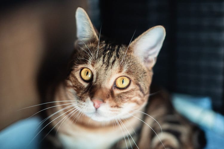 Феде требуются обследование и наблюдение у зоопсихолога, чтобы понять причины его агрессии к мужчинам