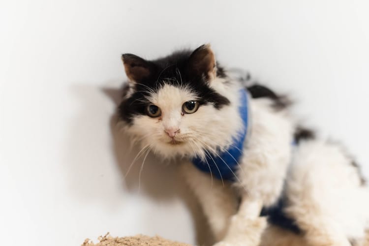 Помогите вернуть здоровье и надежду брошенной кошке Сакуре