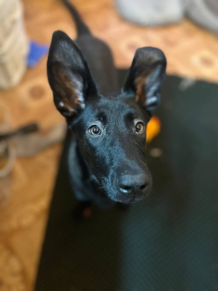 Добрейшему щенку Рождеству нужны средства на вакцинацию и анализы