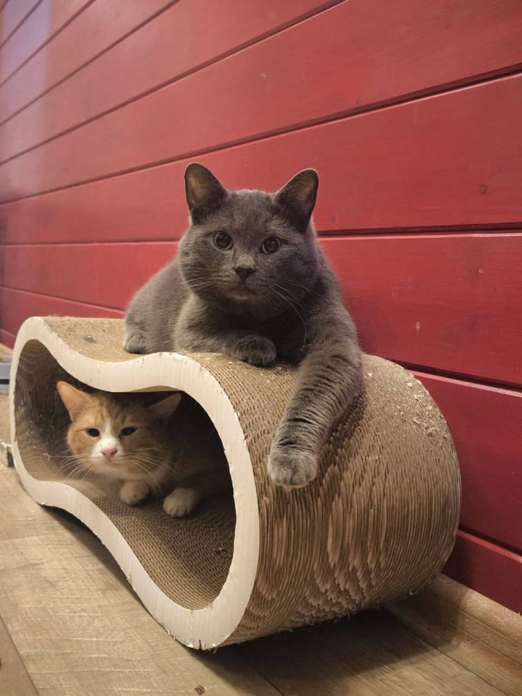 Лютику и его друзьям-котам нужна поддержка неравнодушных людей