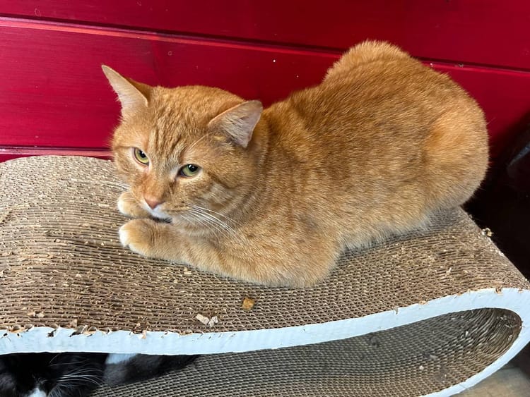 Маленькие котики борются за жизнь: респираторные заболевания и другие болезни