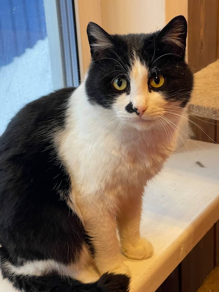 Маркиз и другие котики, найденные в стихийном приюте, нуждаются в лечении и заботе