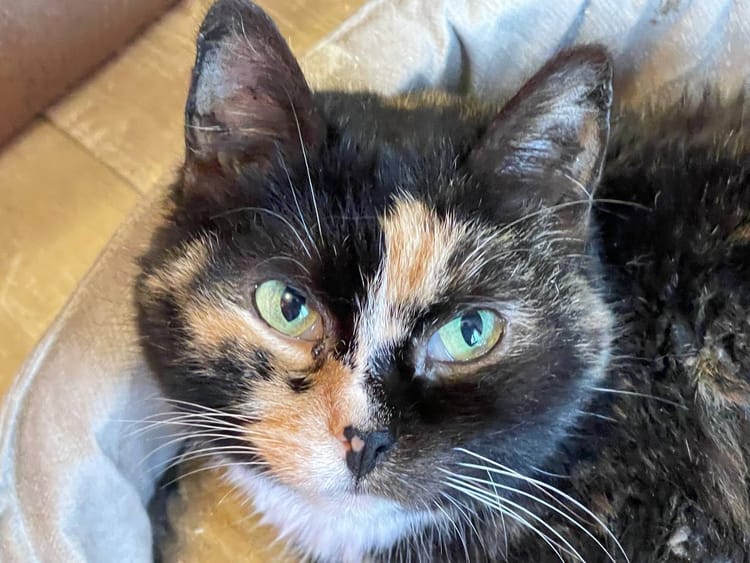 У Кляксы серьёзные проблемы с зубами, герпесвирус и другие болезни — ей нужно лечение