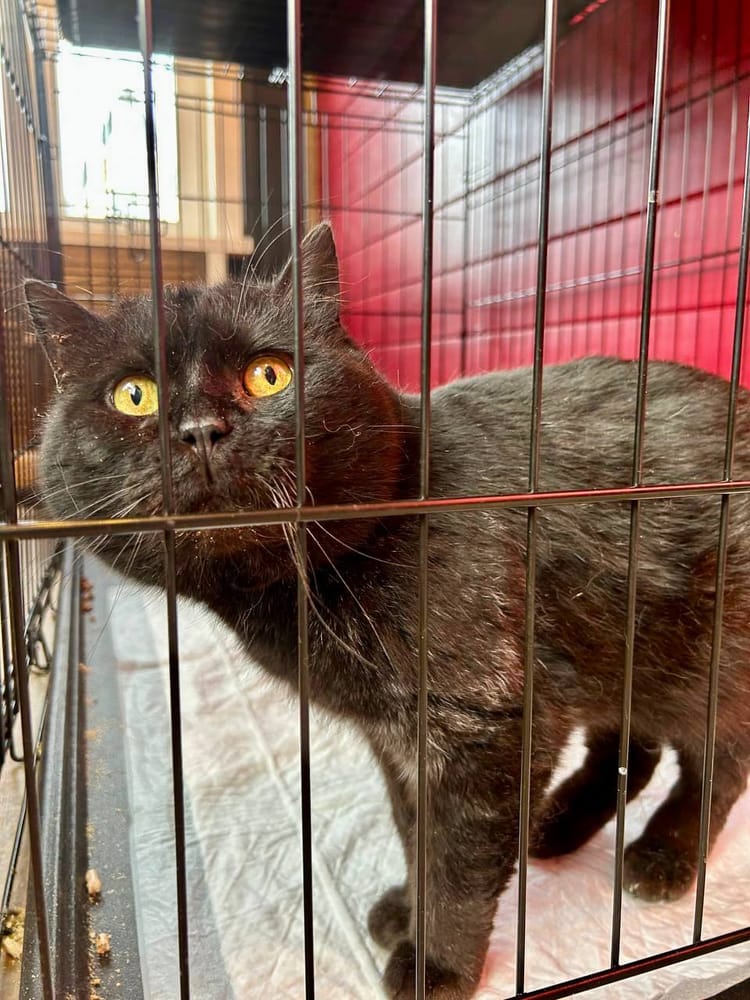 Суровому котику нужны средства на лечение отодектоза — заразное паразитарное заболевание