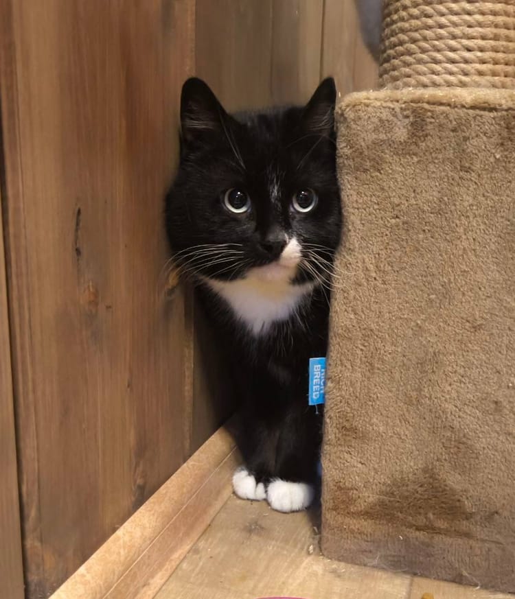 Помоги Сеньору в лечении артроза — подари котику шанс на здоровье