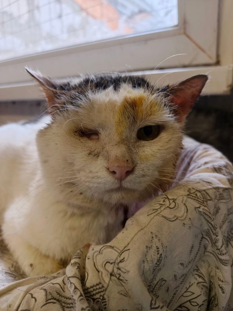 Матёрому Юке нужна помощь в борьбе с раком — поддержите его