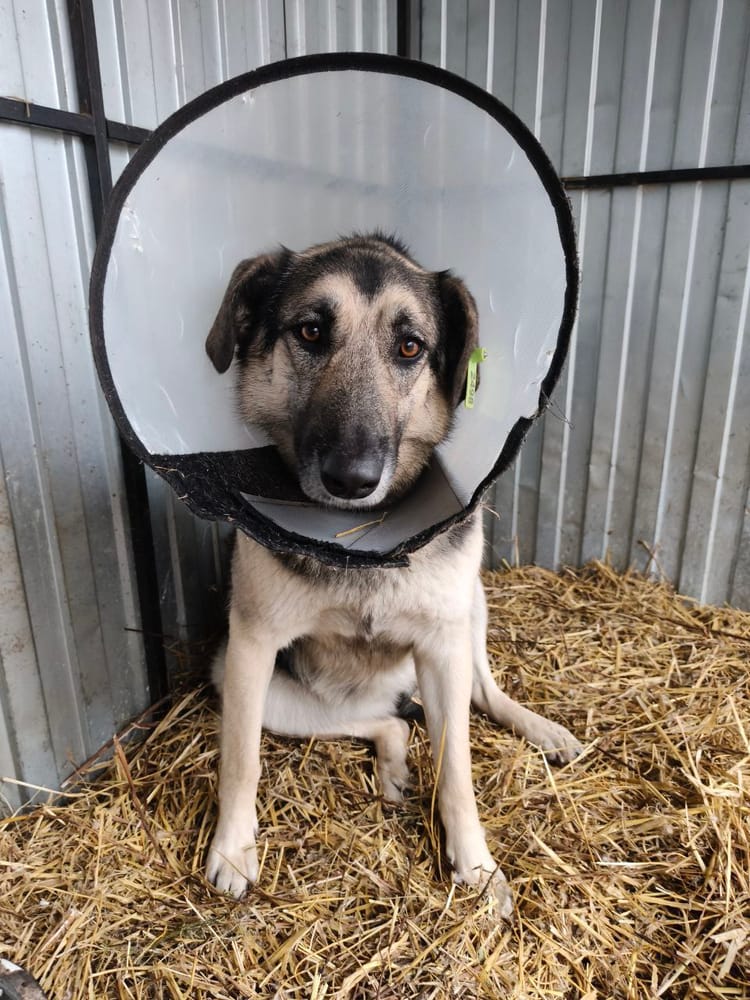 Ласке нужны лекарства, чтобы полностью восстановиться после ножевых ранений