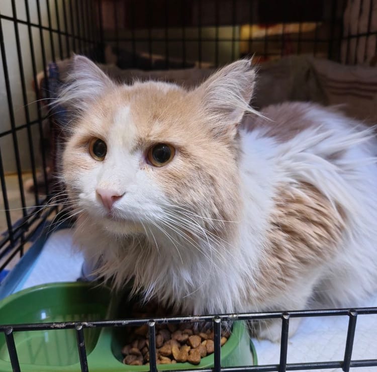 Котик Вилли нуждается в помощи для восстановления после удара