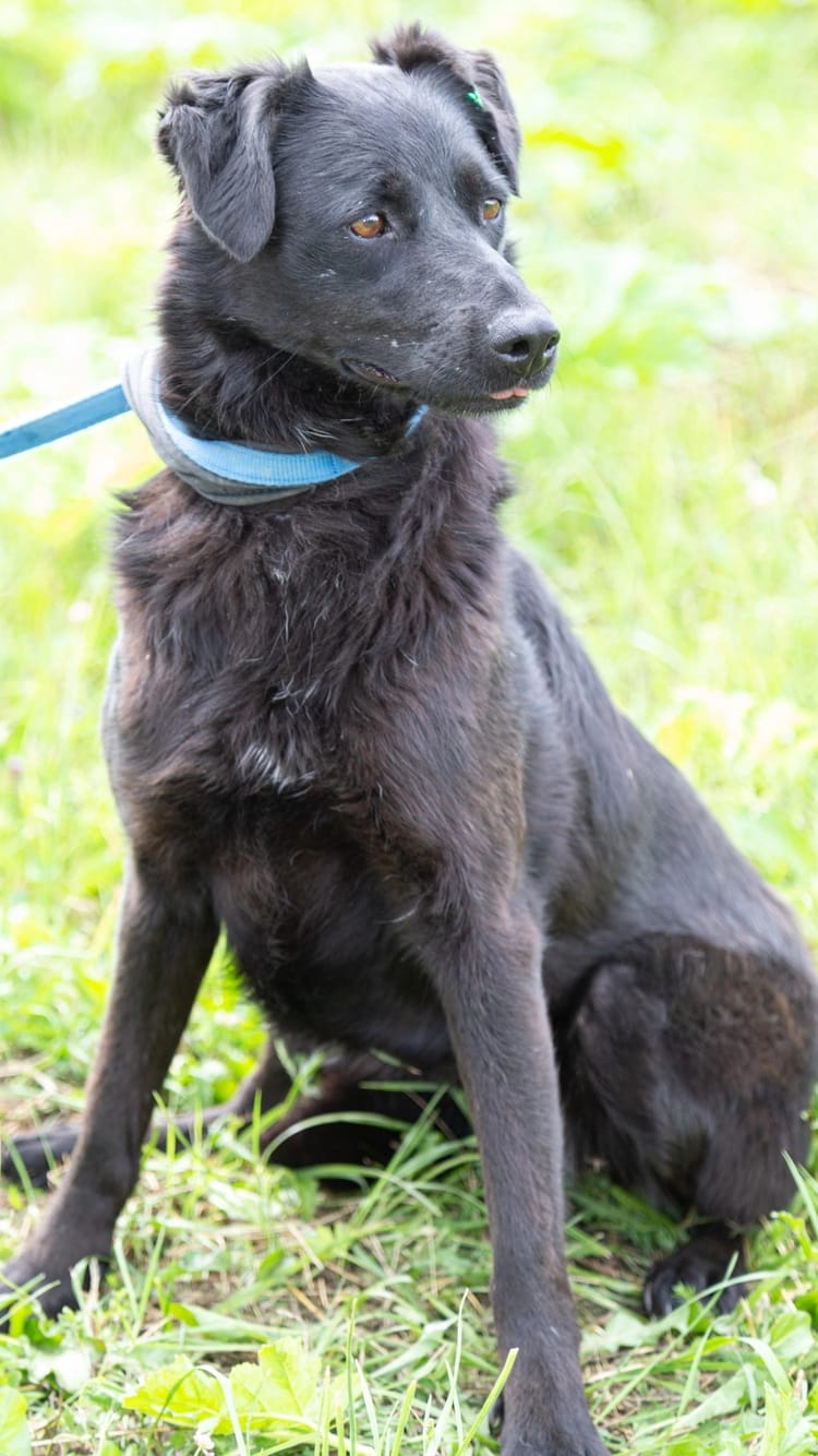 Поддержите приют, чтобы Торри могла лучше себя чувствовать и найти дом