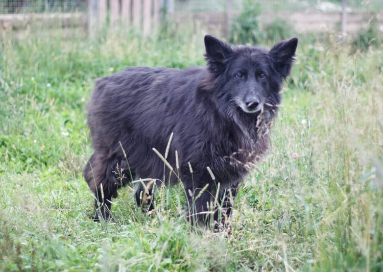 Тесле нужен постоянный контроль состояния здоровья — поддержите приют пожертвованием