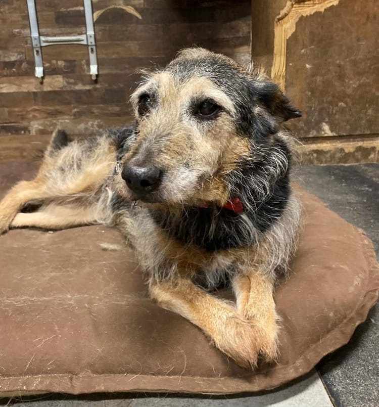 Пожилая собачка Чуча нуждается в поддержке — давайте собачке достойную старость