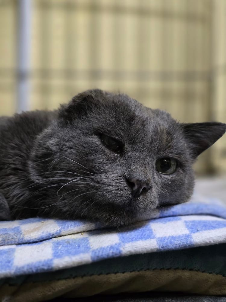 Новообразование, блошиный дерматит, дерматофития — котик Сёма нуждается в помощи.