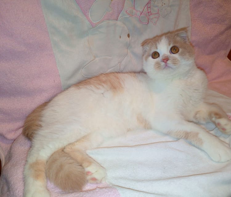 Маулю нужна вакцинация и кастрация, чтобы обрести дом