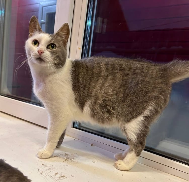 Когда кошечка Василёк нервничает, у неё синеет язык. Этот симптом может говорить о скрытых проблемах с сердцем — помогите пройти кардиологическое обследование 