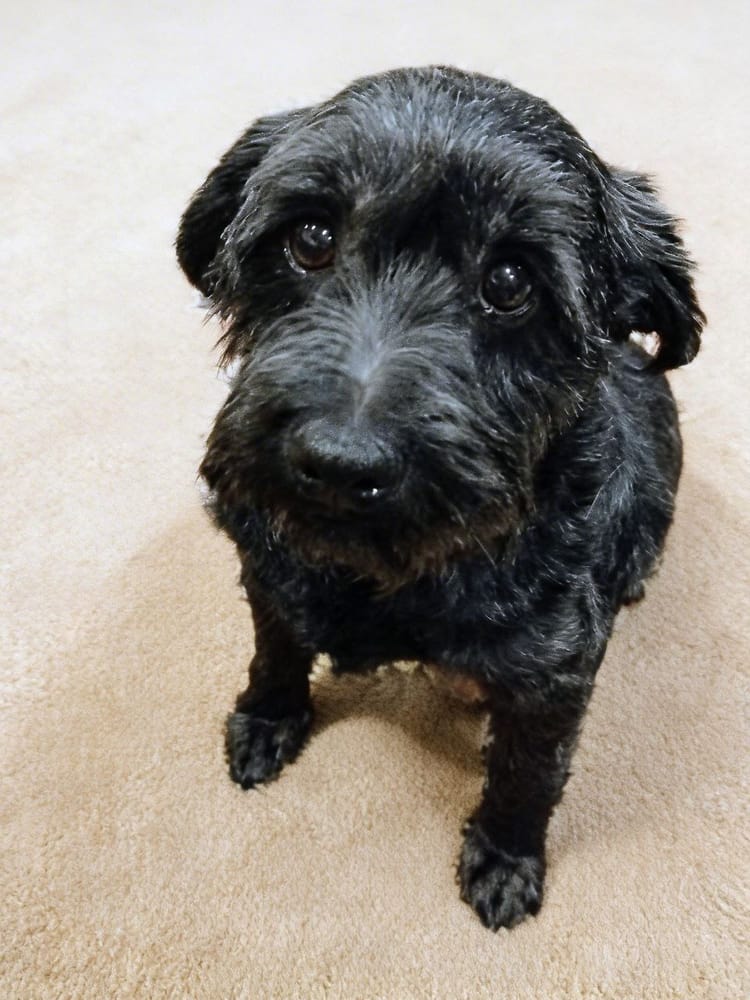 Больные почки – угроза для жизни Тимошки, собачки с синдромом Дауна