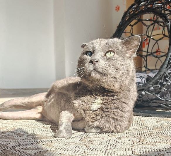 Коту Василию удалили части лапок — помогите закрыть долг за лечение, который составляет чуть меньше 70 000 рублей.