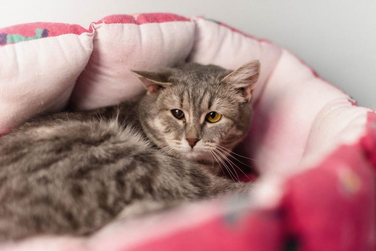 Чтобы провести операцию по удалению вросшего клыка кошке Мишель, нужно собрать 35 тысяч рублей