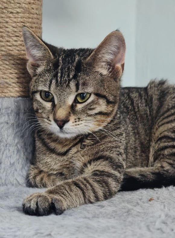 Крошечному Компоту требуется помощь для борьбы с тяжёлым заболеванием