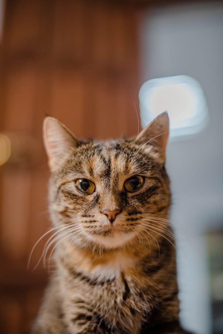 Хронический ринотрахеит и проблемы с зубами — это серьёзное испытание для Алисы. Давайте поможем ей с лечением