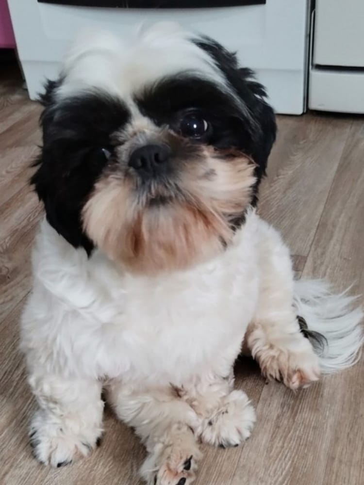 Дашу нашли в лютый мороз с пониженной температурой — теперь она в тепле и безопасности. Помогите нам заботиться о Дашеньке.