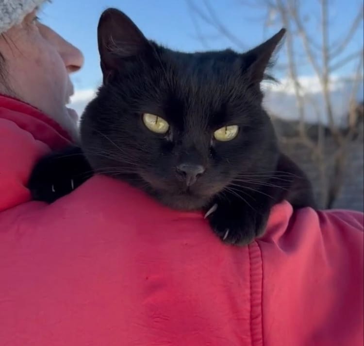 Васян борется с панлейкопенией, кошачьей чумкой — помогите оплатить лечение
