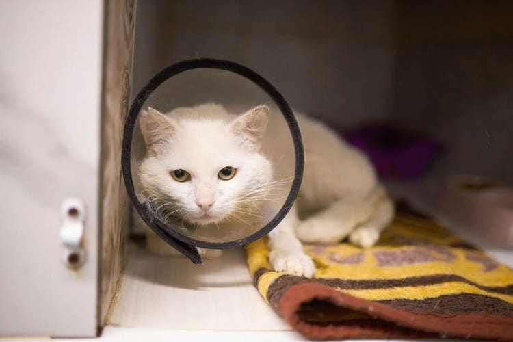 Фениксу — котику с микоплазмозом — нужно продолжать лечение, пожалуйста, помогите