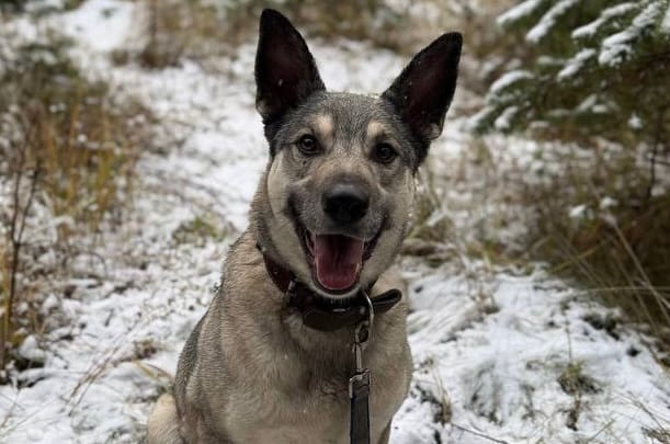 Жизнь в приюте — временное пристанище для бездомного пса Павлуши